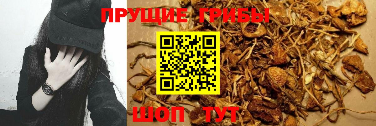 Галлюциногенные грибы ЛСД  Галлюциногенные грибы Psilocybine cubensis  Балтийск  Вход с VPN 